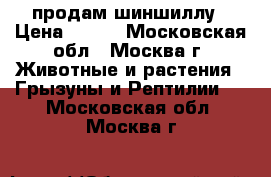 продам шиншиллу › Цена ­ 250 - Московская обл., Москва г. Животные и растения » Грызуны и Рептилии   . Московская обл.,Москва г.